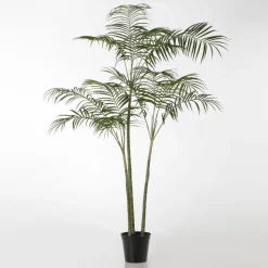Arel Plante palmier royal