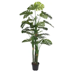 Bowa Plante faux philodendron