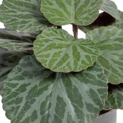 Lampe Plante en polyéthylène et fer